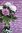 Ginger Dark Purple Latin Flower tapetti